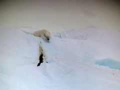 11C A Polar Bear Rests After Pooping On An Iceberg From A Spotting Scope On Day 2 Of Floe Edge Adventure Nunavut Canada